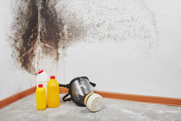 Best Post-Flood Mold Remediation in Hilbert, WI