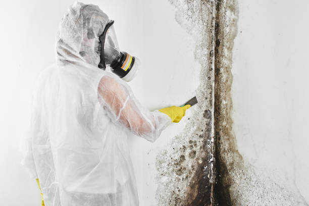Best Residential Mold Remediation in Hilbert, WI