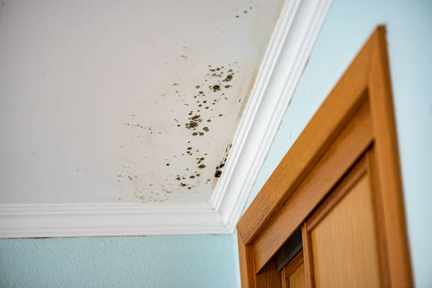 Best Commercial Mold Remediation in Hilbert, WI
