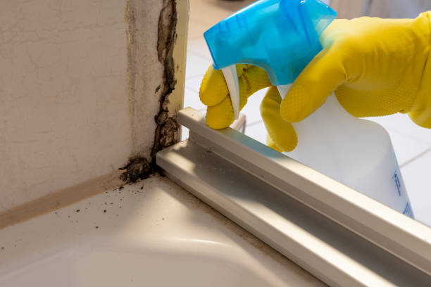 Best HVAC Mold Remediation in Hilbert, WI