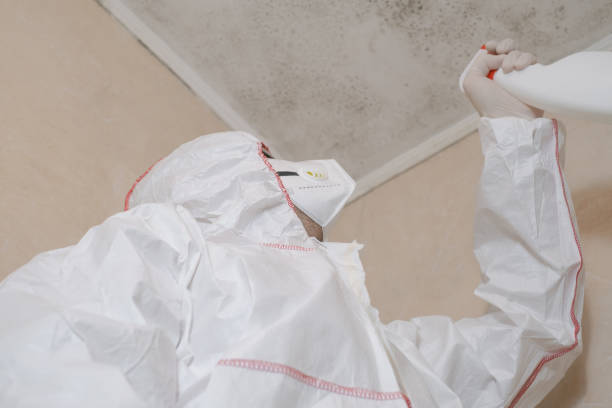 Best Basement Mold Remediation in Hilbert, WI
