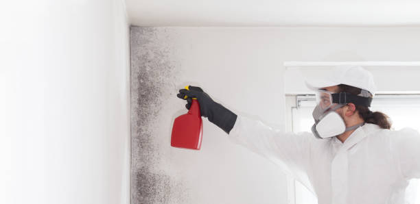 Best White Mold Remediation in Hilbert, WI