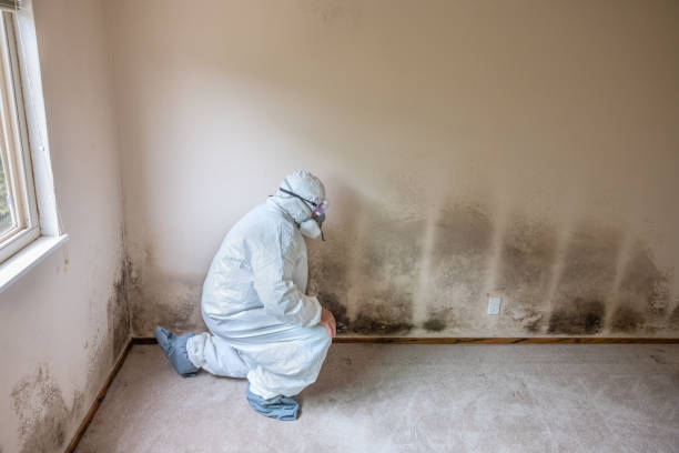 Best DIY Mold Remediation Support Services in Hilbert, WI