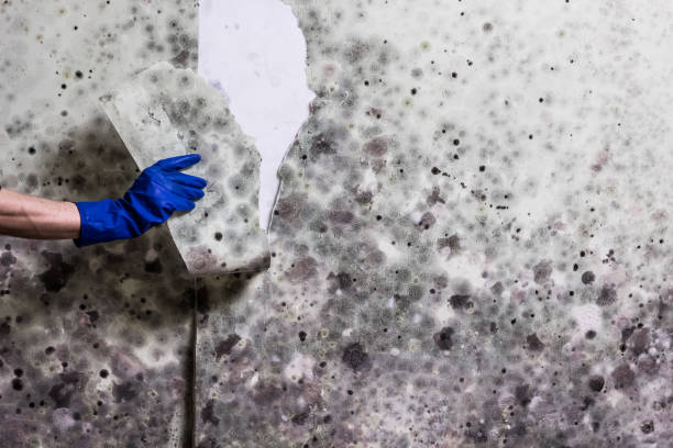 Best Insurance-Related Mold Remediation in Hilbert, WI