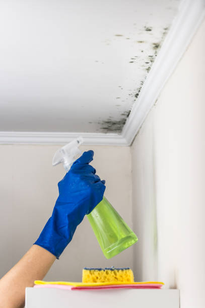 Best Crawl Space Mold Remediation in Hilbert, WI